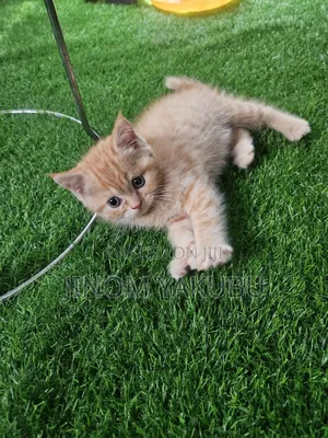1-3 months Male Mixed Breed British Shorthair