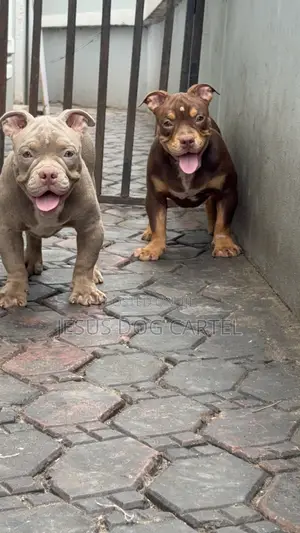 3-6 months Female Purebred American Bully