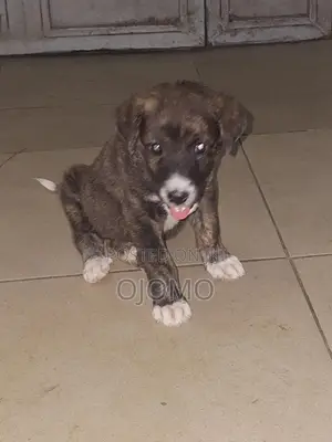 1-3 months Female Purebred Saint Bernard