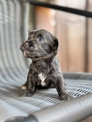 1-3 months Male Purebred Lhasa Apso