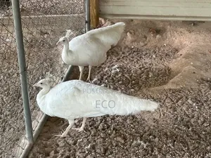 White Peacocks