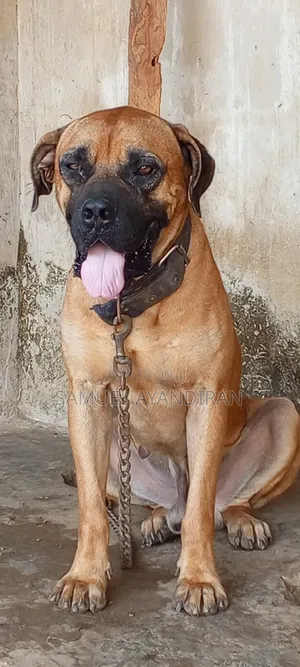 1+ year Male Purebred Boerboel