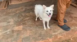 1+ year Female Purebred American Eskimo