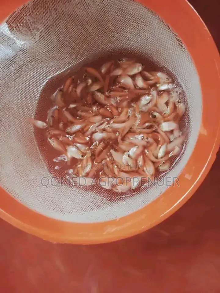 Tilapia Fish Seed
