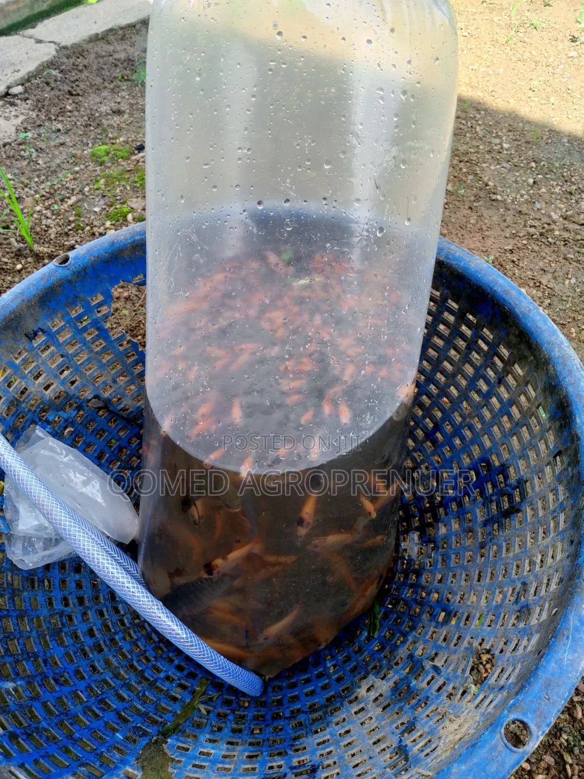 Tilapia Fish Seed