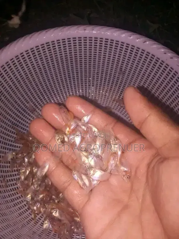 Tilapia Fish Seed