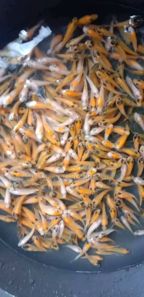 Tilapia Fish Seed