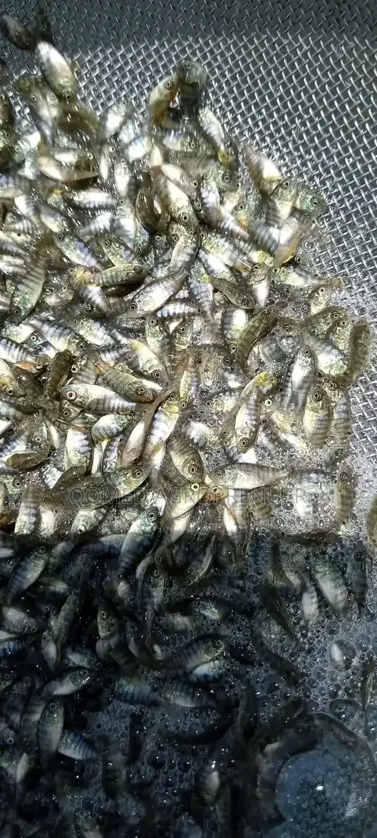 Tilapia Fish Seed