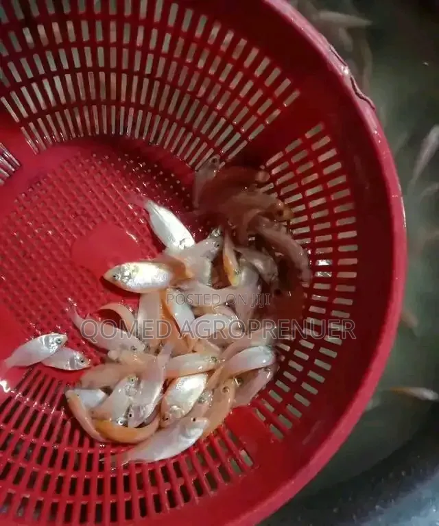 Tilapia Fish Seed