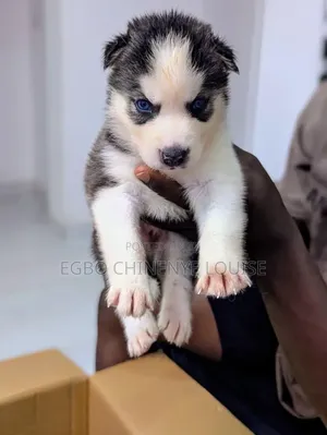 0-1 month Male Purebred Siberian Husky