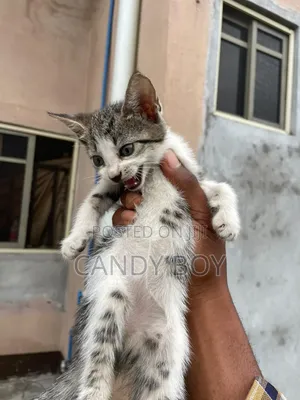1-3 months Female Purebred Cat