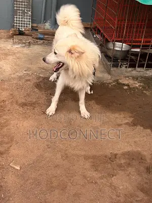 1+ year Male Purebred American Eskimo
