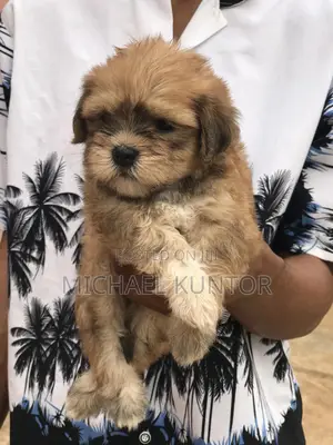 3-6 months Male Purebred Lhasa Apso