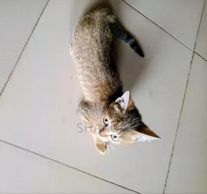 3-6 months Male Purebred Tabby