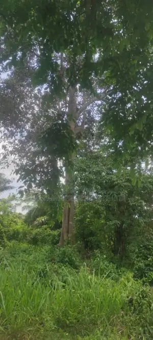 1 Acre of Farmland Near Ilaji Resort