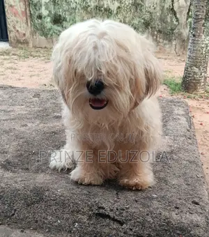 1+ year Male Purebred Lhasa Apso