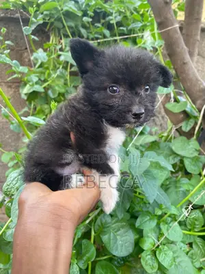 1-3 months Male Mixed Breed Lhasa Apso