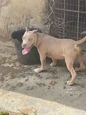 3-6 months Male Purebred American Bully