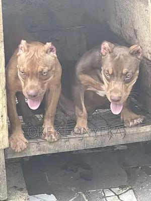 1-3 months Male Purebred American Bully