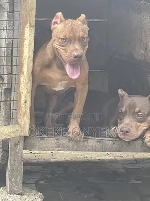 1-3 months Male Purebred American Bully