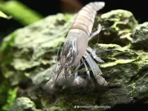 Vampire Shrimp