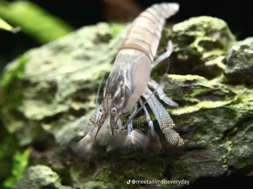 Vampire Shrimp