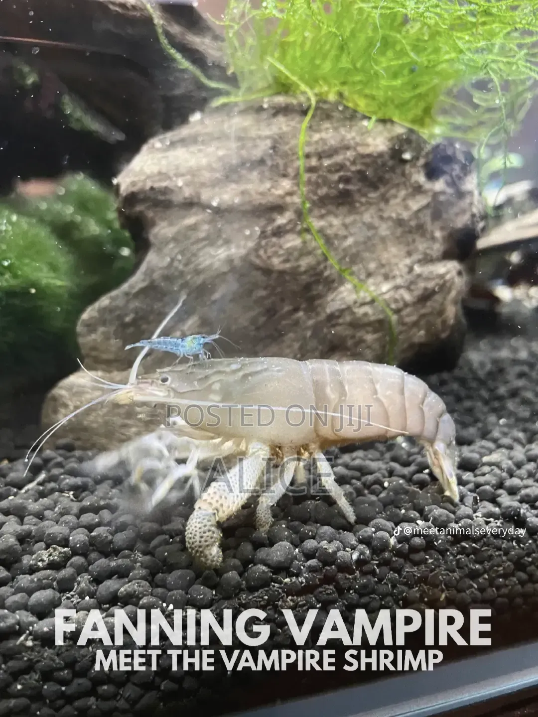 Vampire Shrimp