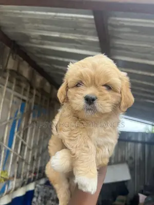 1-3 months Female Purebred Lhasa Apso