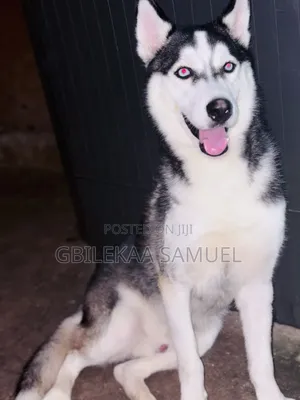 1+ year Male Purebred Siberian Husky