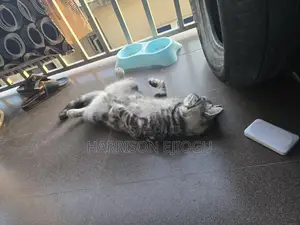 1+ year Male Mixed Breed Persian