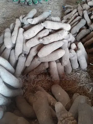 Premium Benue Yam Supplier | Bulk Orders Delivery Available