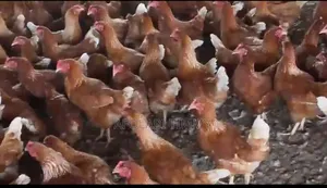12 Weeks Old Pullet for Sale
