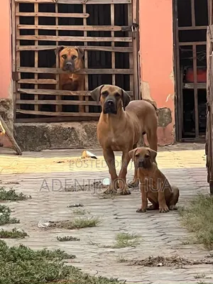 1+ year Male Purebred Boerboel