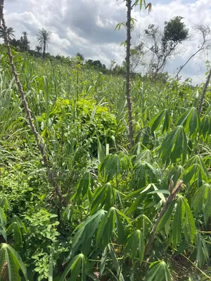 A Plot for Sale at Papa After Ifo