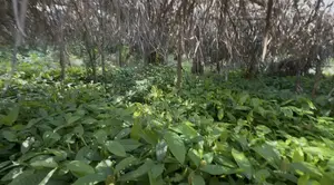 Cocoa Hybrid Seedlings