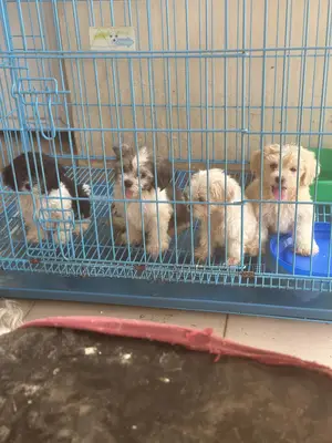 1-3 months Male Purebred Lhasa Apso