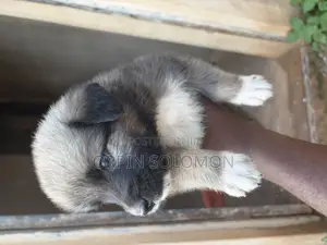 0-1 month Female Mixed Breed Caucasian Shepherd