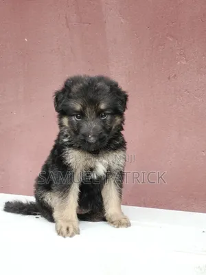 1-3 months Female Purebred German Shepherd