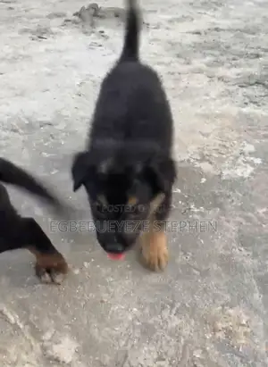1-3 months Male Purebred German Shepherd