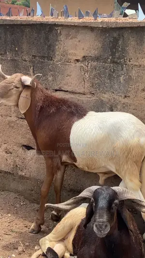 Ileya Ram for Sale at a Bonanza Price.