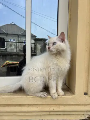 1+ year Female Purebred Persian
