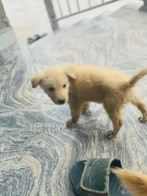 1-3 months Male Mixed Breed German Shepherd
