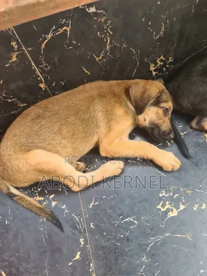 0-1 month Male Purebred German Shepherd
