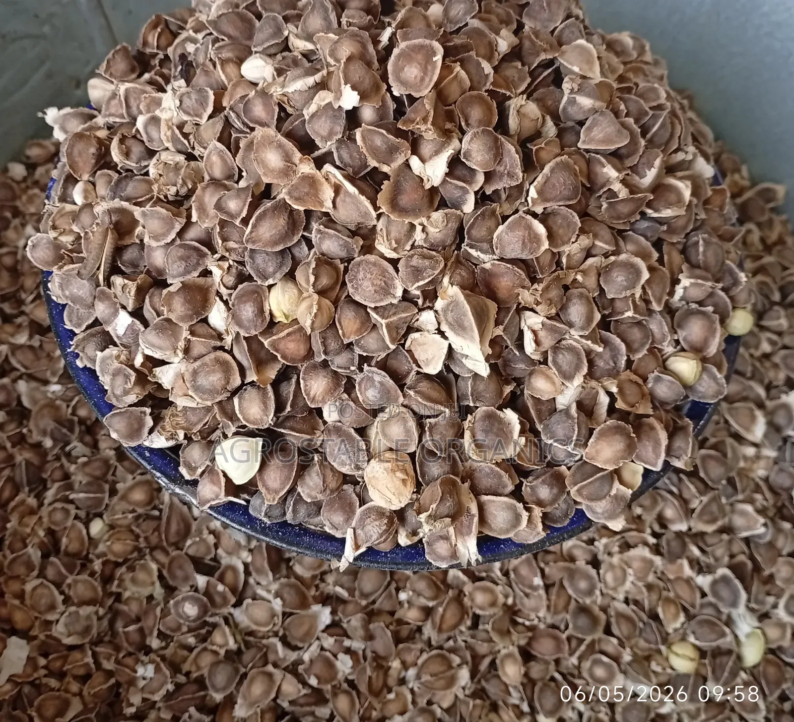 Moringa Seeds 1kg