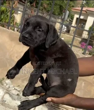 1-3 months Female Purebred Boerboel