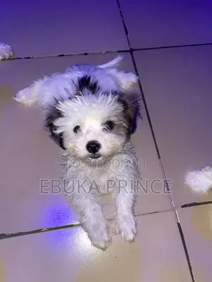 1-3 months Female Purebred Lhasa Apso