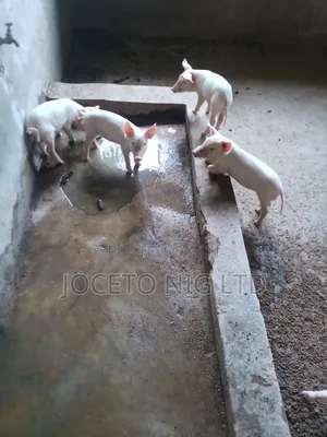 Large White Wearners Pigs