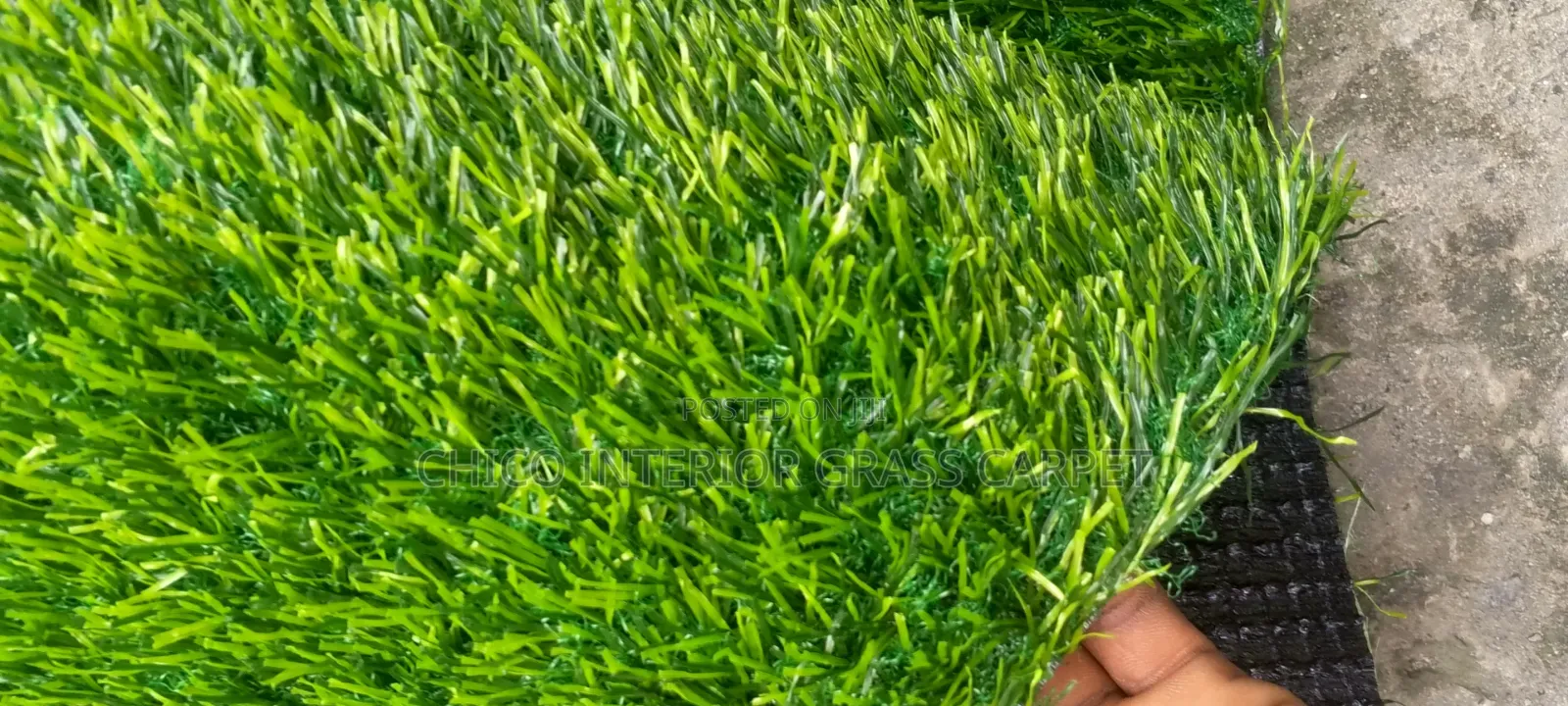 Carpet Grass