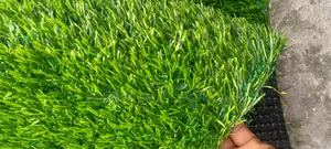 Carpet Grass