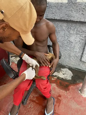 Professional in DHLPP and Antirabies Vaccination